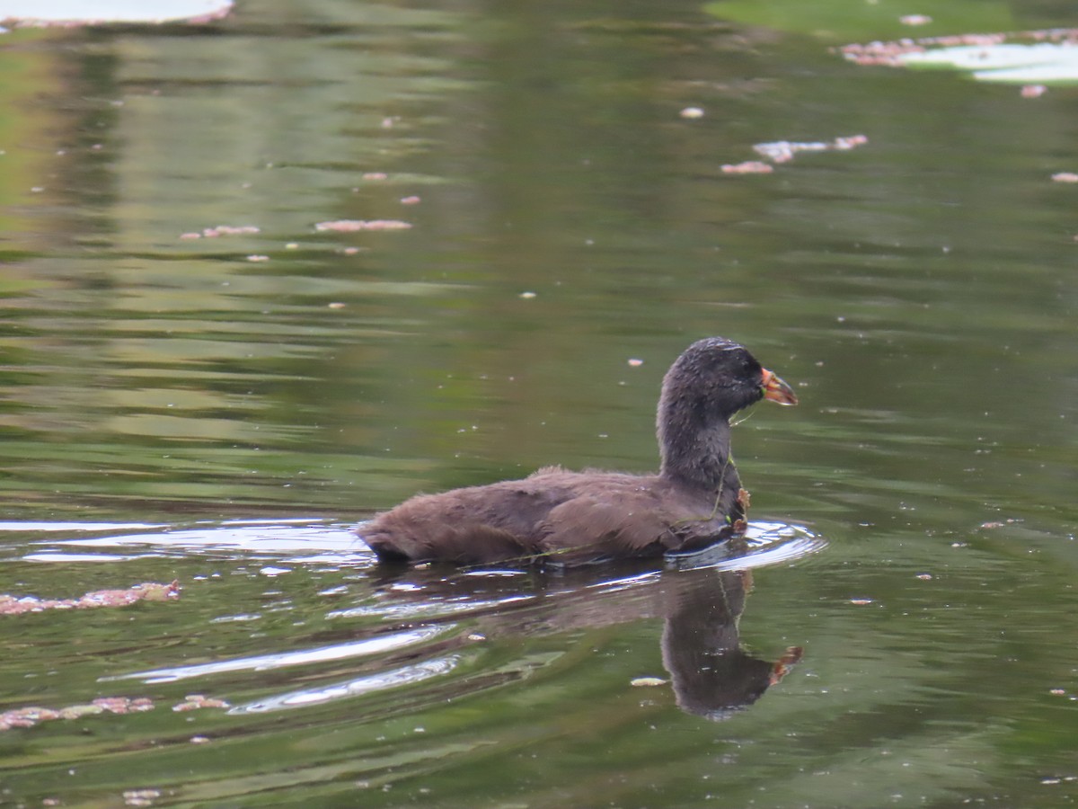 Dusky Moorhen - ML642952563