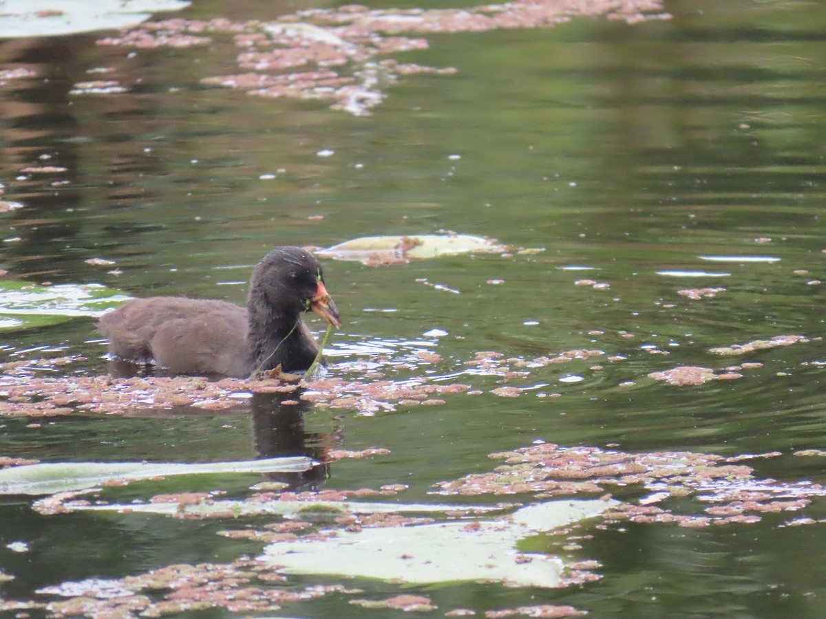 Dusky Moorhen - ML642952564