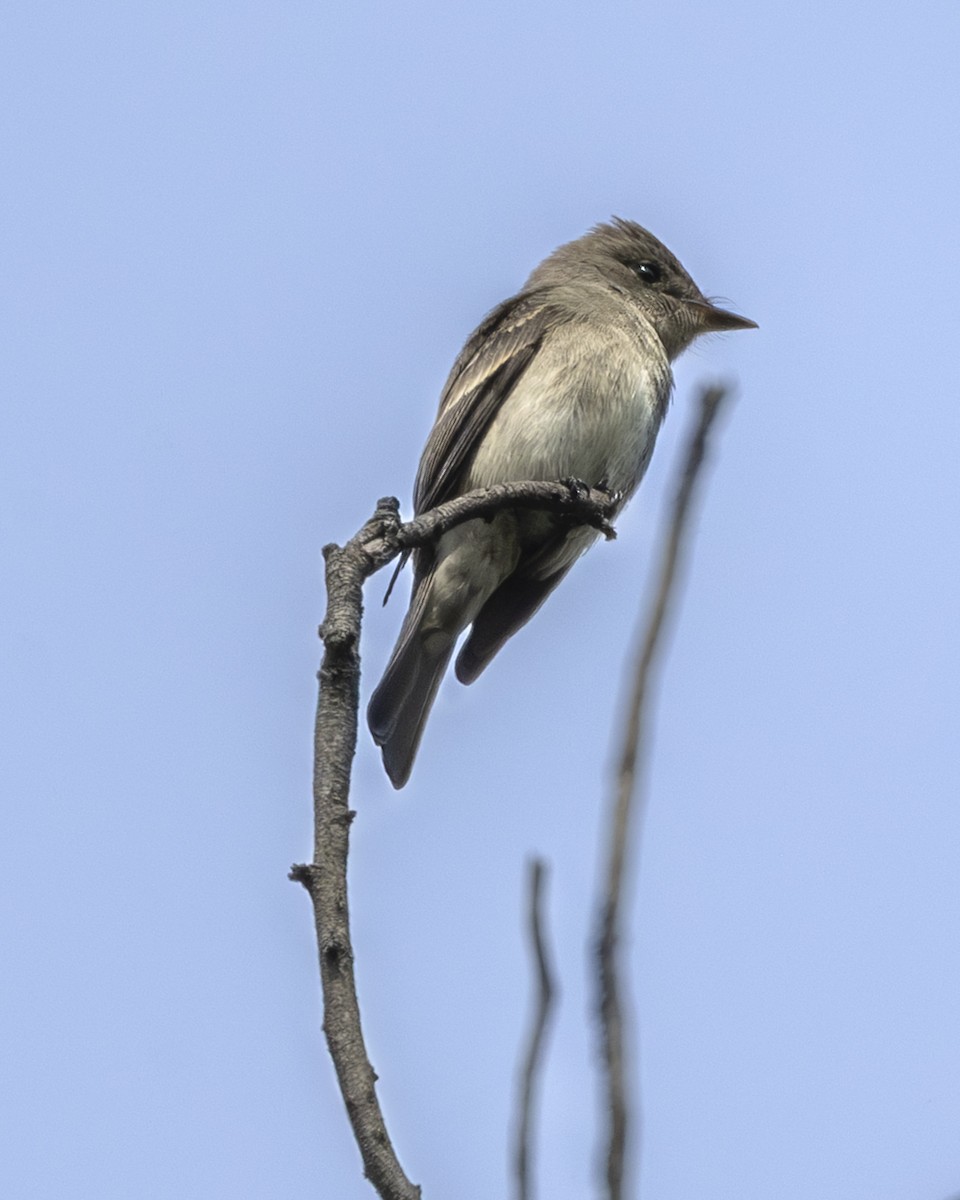 vestpivi - ML642952576