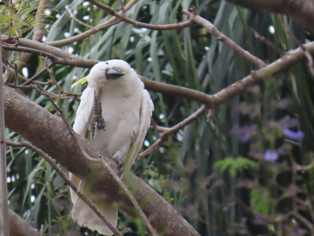 Cacatúa Galerita - ML642952583