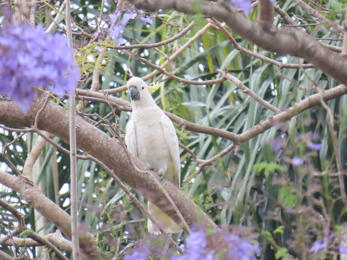 Cacatúa Galerita - ML642952584