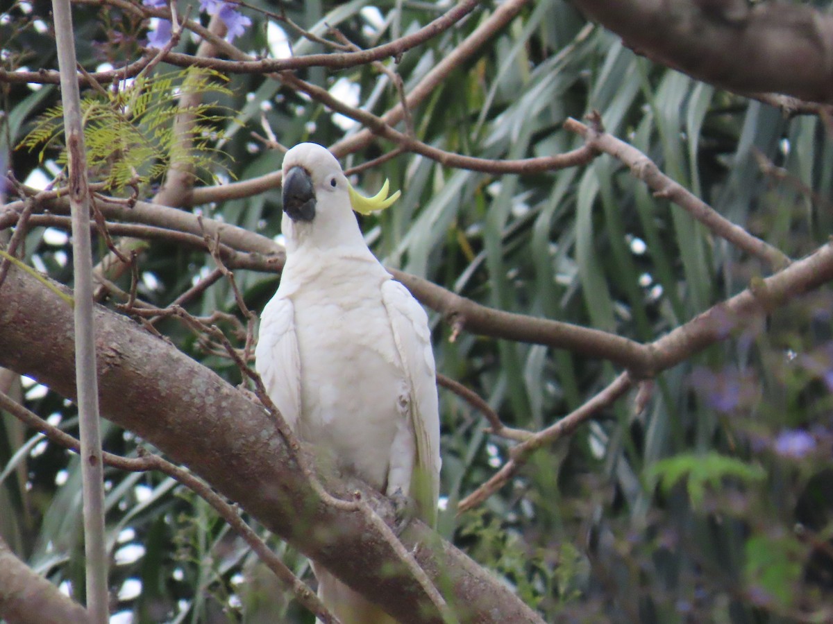 Cacatúa Galerita - ML642952585