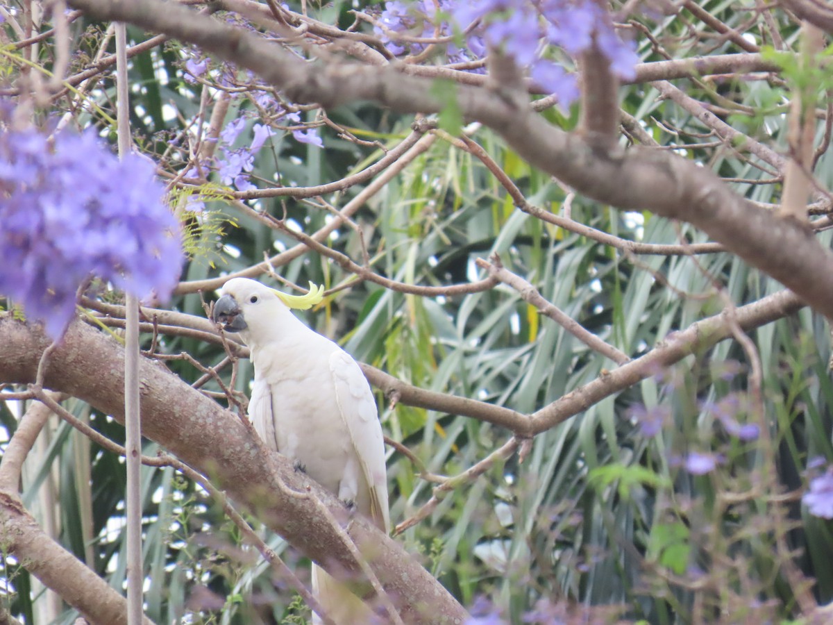 Cacatúa Galerita - ML642952586