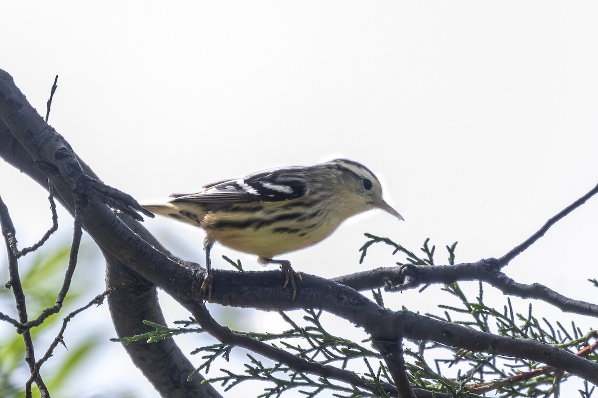 Black-and-white Warbler - ML642952631