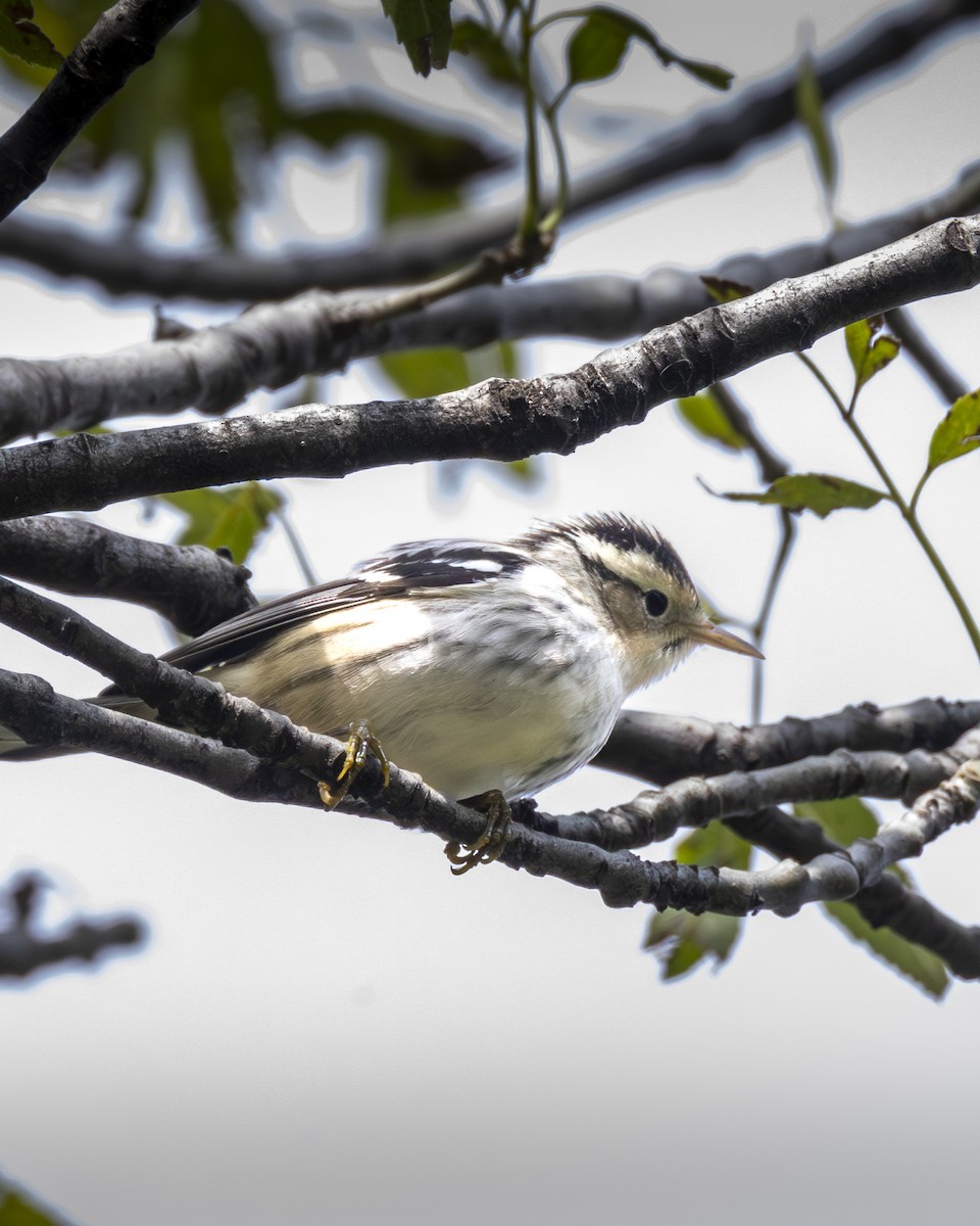 Black-and-white Warbler - ML642952632