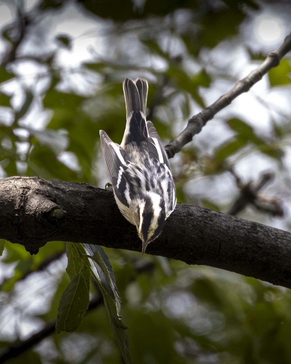 Black-and-white Warbler - ML642952633