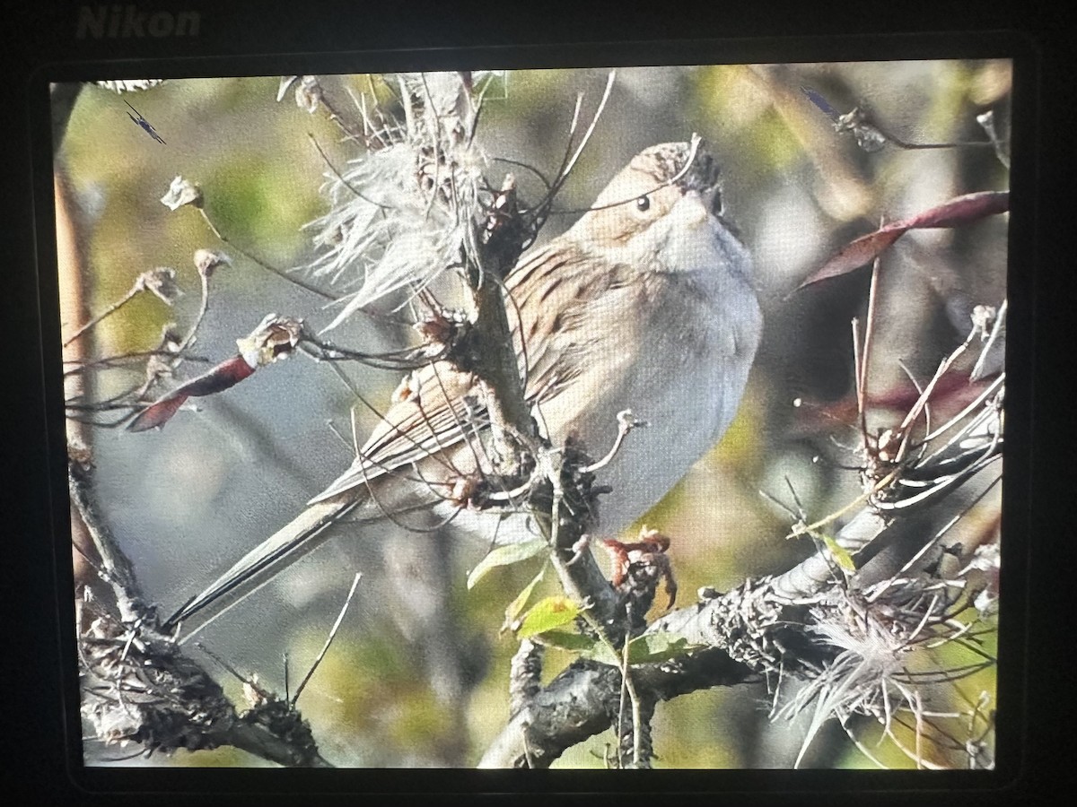 Brewer's Sparrow - ML642952635