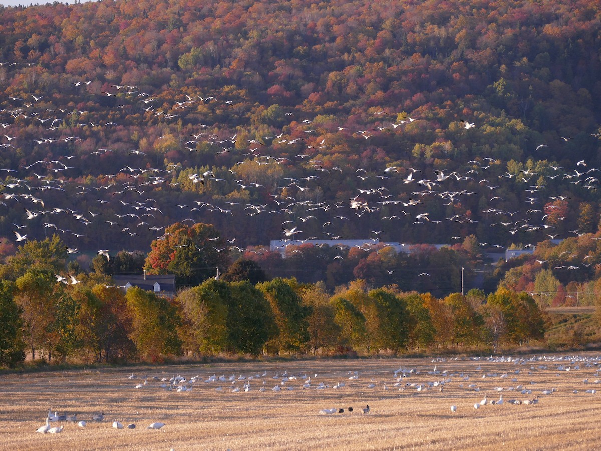 Snow Goose - ML642952648