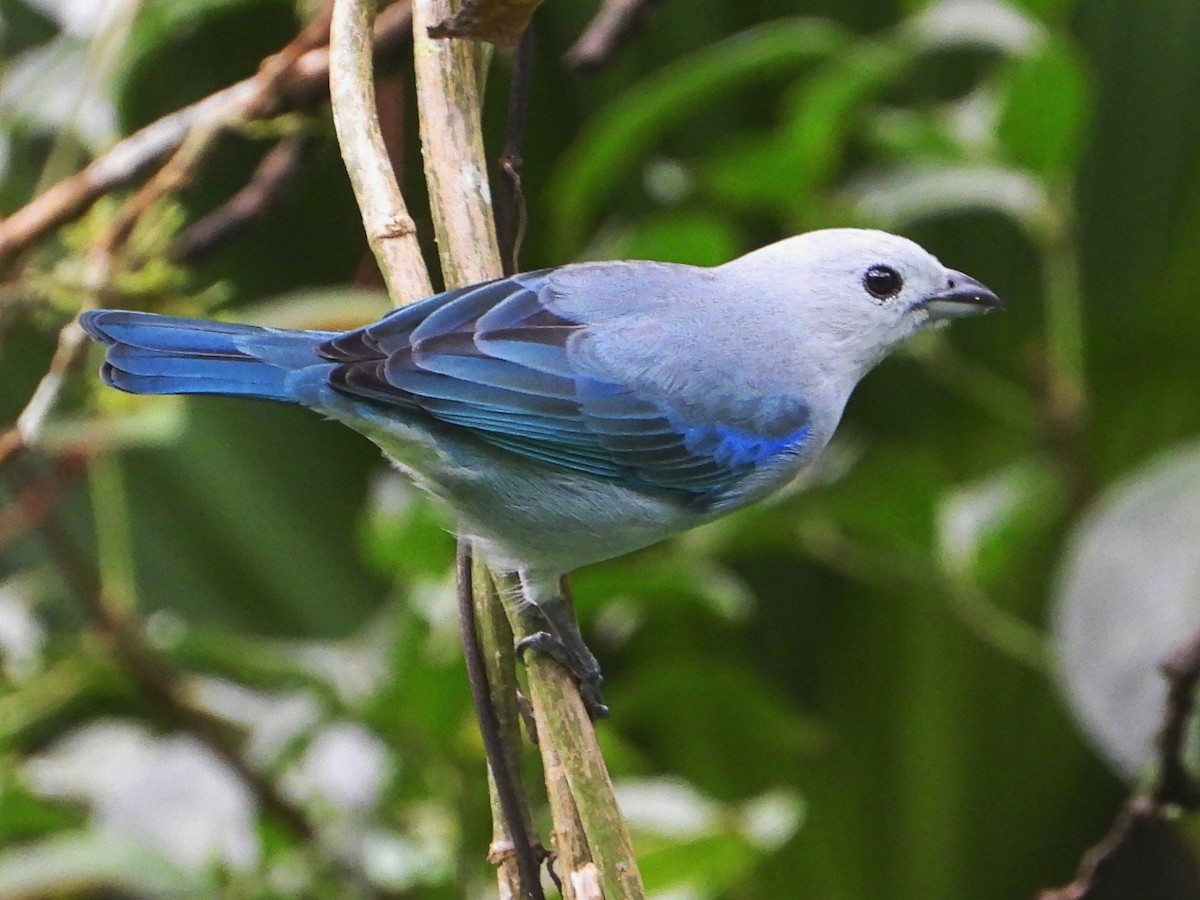 Tangara Azuleja - ML642952651