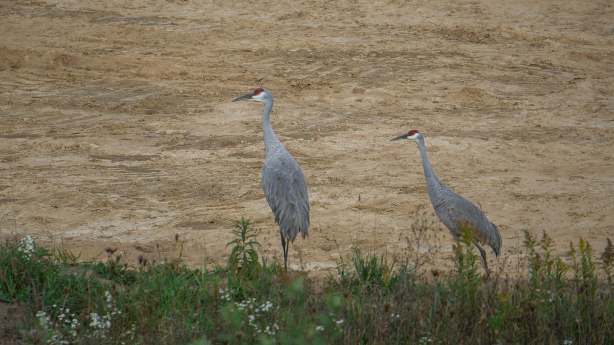 Grulla Canadiense - ML642952652