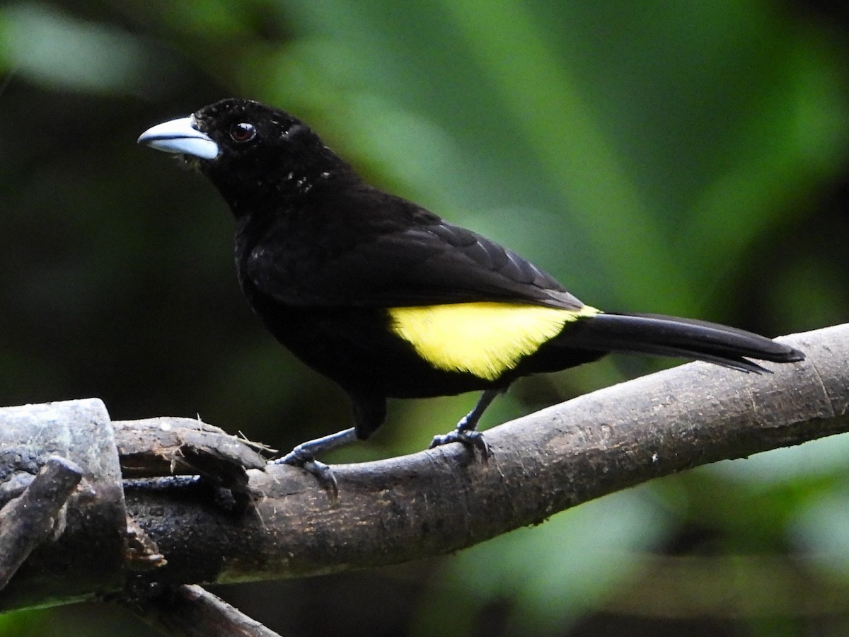 Tangara Flamígera (culigualda) - ML642952657