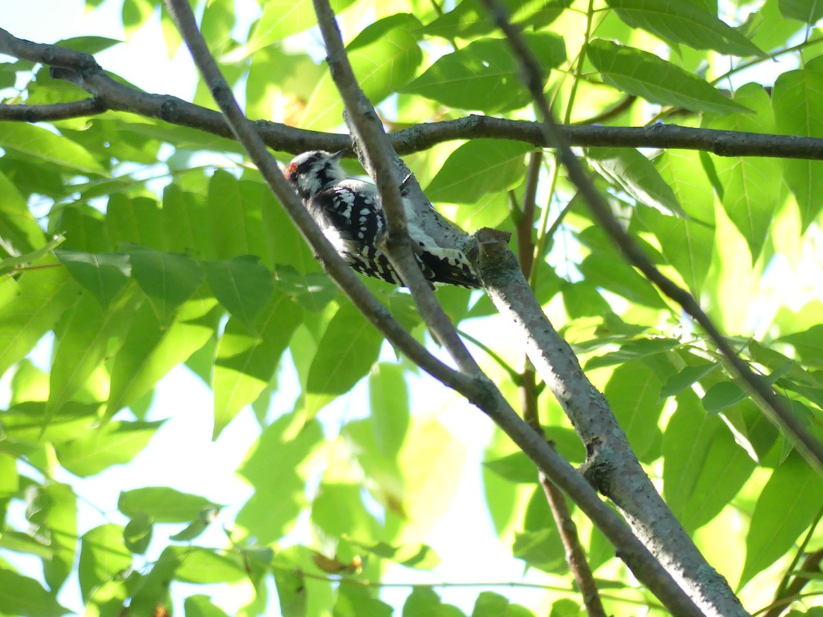 Pico Pubescente (pubescens/medianus) - ML642952658
