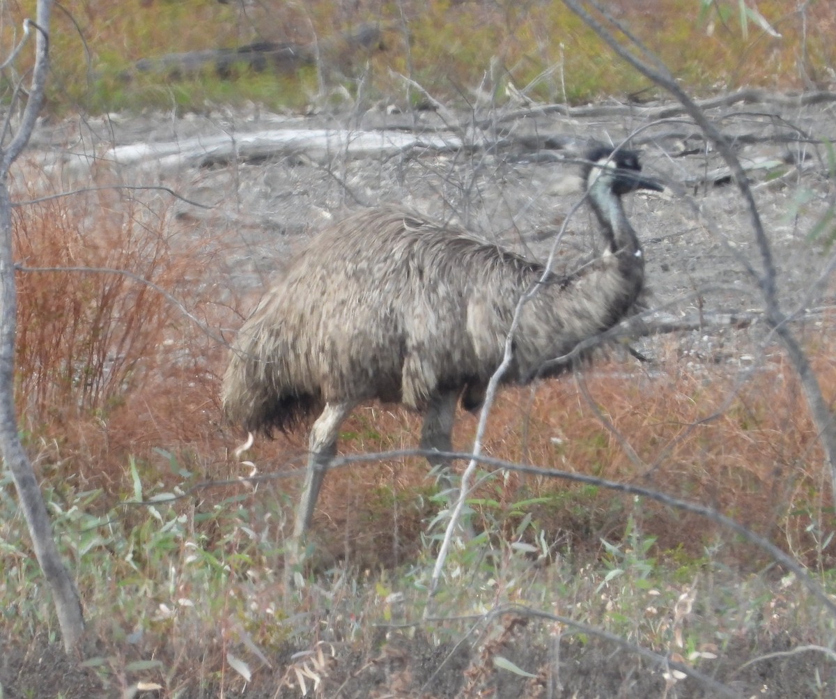 emu - ML642952670