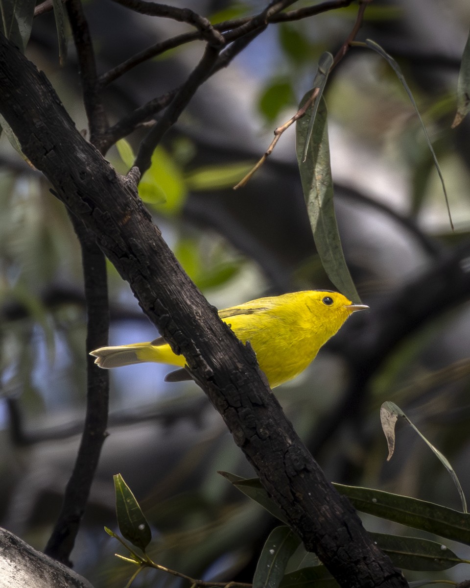 kalottparula - ML642952673
