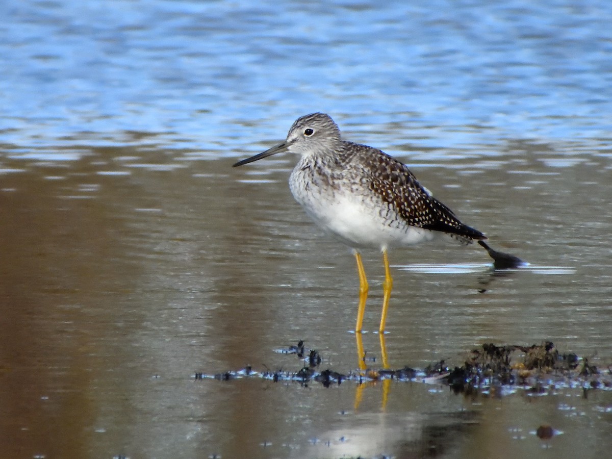 plystresnipe - ML642952696