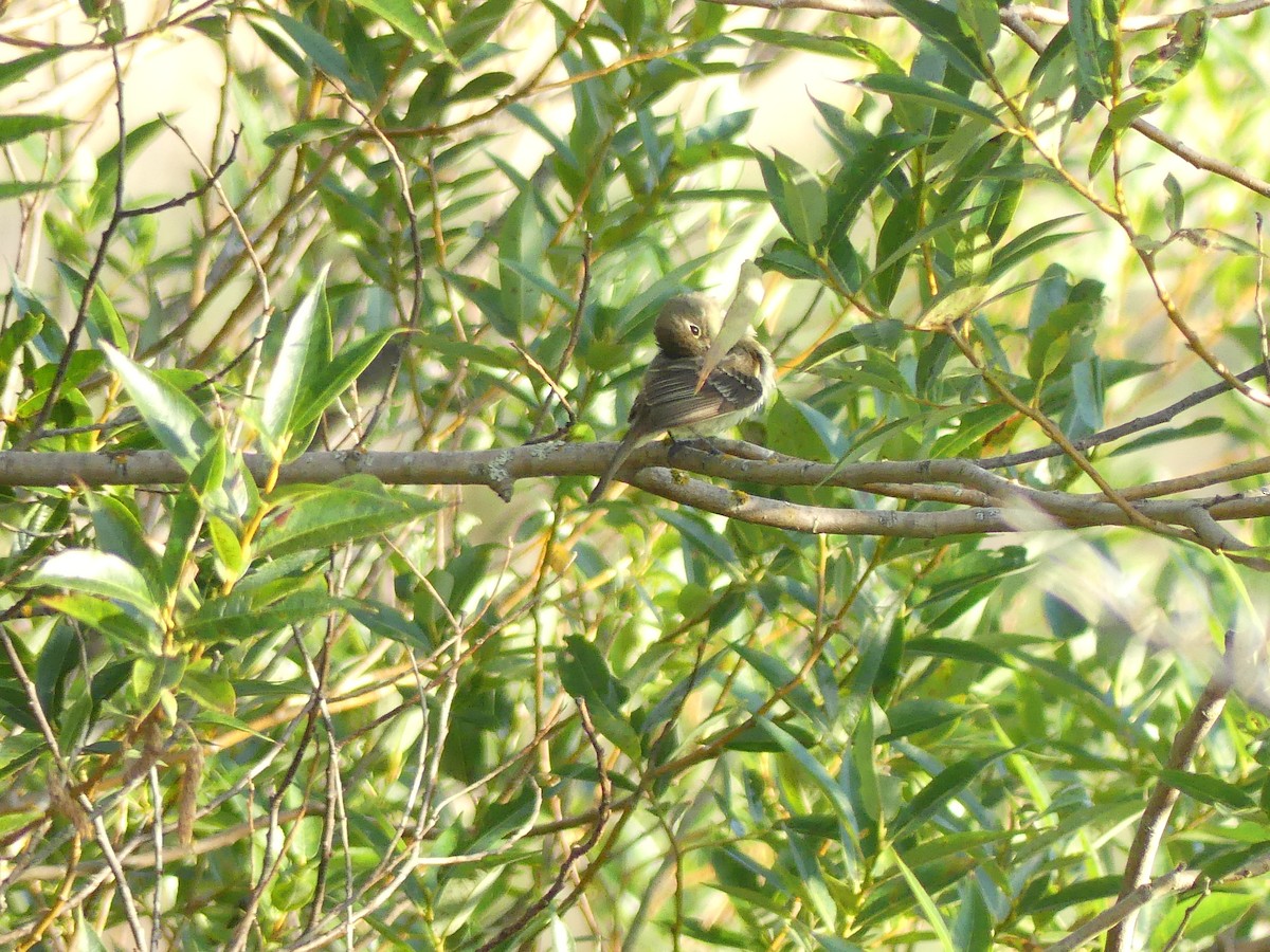 Western Flycatcher (Pacific-slope) - ML642952722