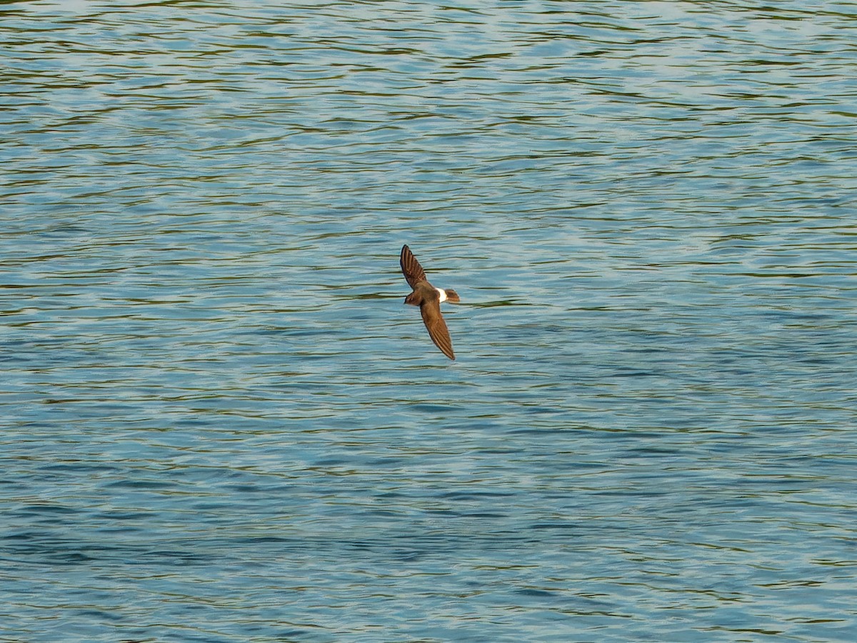 Little Swift - ML642952728