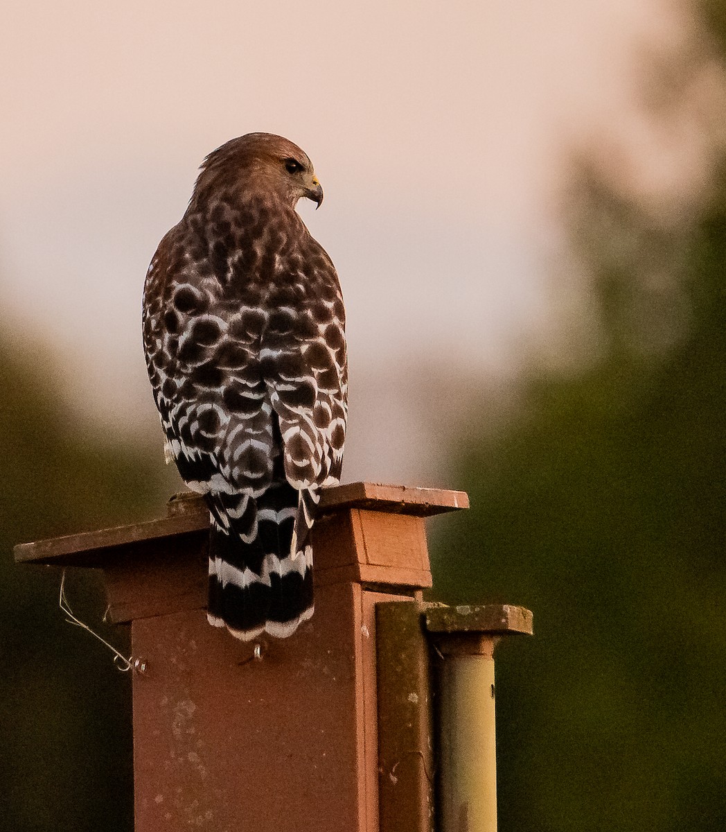 Red-shouldered Hawk - ML642952729
