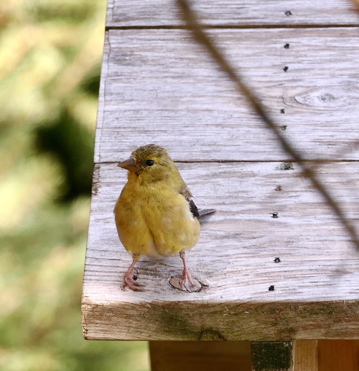 American Goldfinch - ML642952758