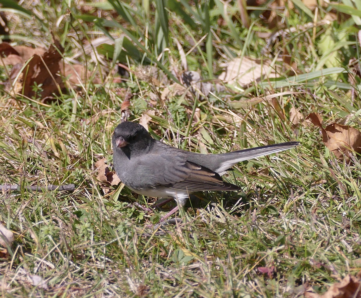 Dark-eyed Junco - ML642952762
