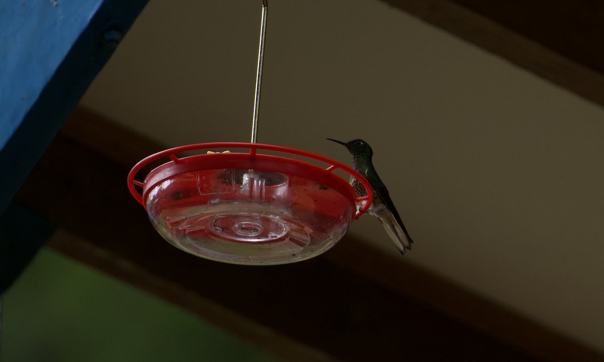Buff-tailed Coronet - ML642952769