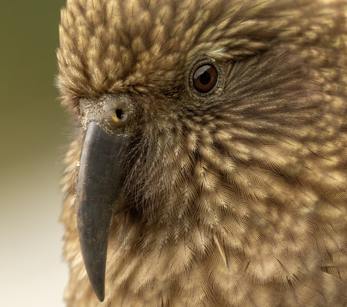 Kea - ML642952781