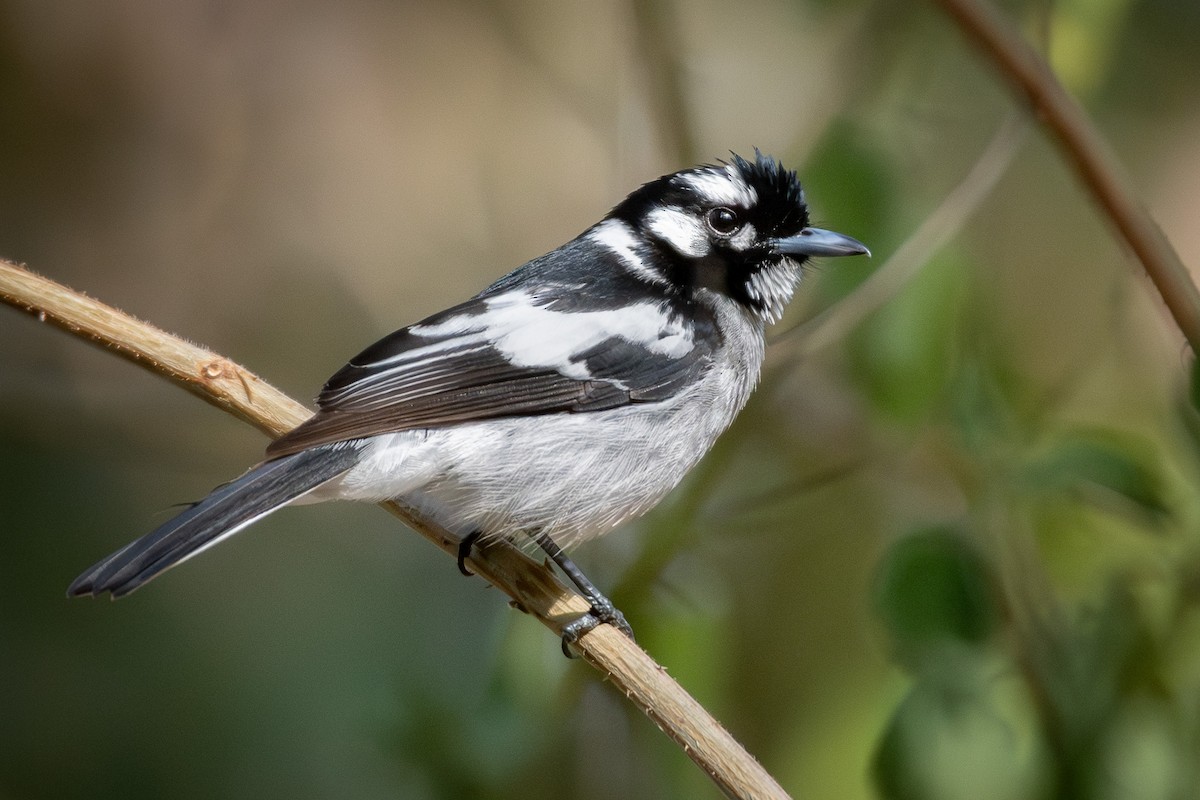 hvitøremonark - ML642952810