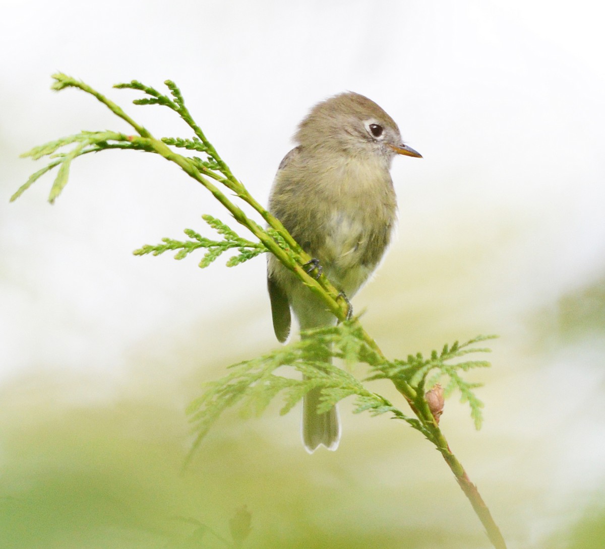 Hammond's Flycatcher - ML642952813