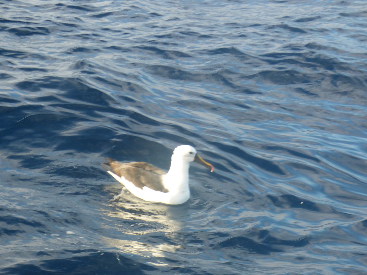 Hint Sarı Gagalı Albatrosu - ML642952824