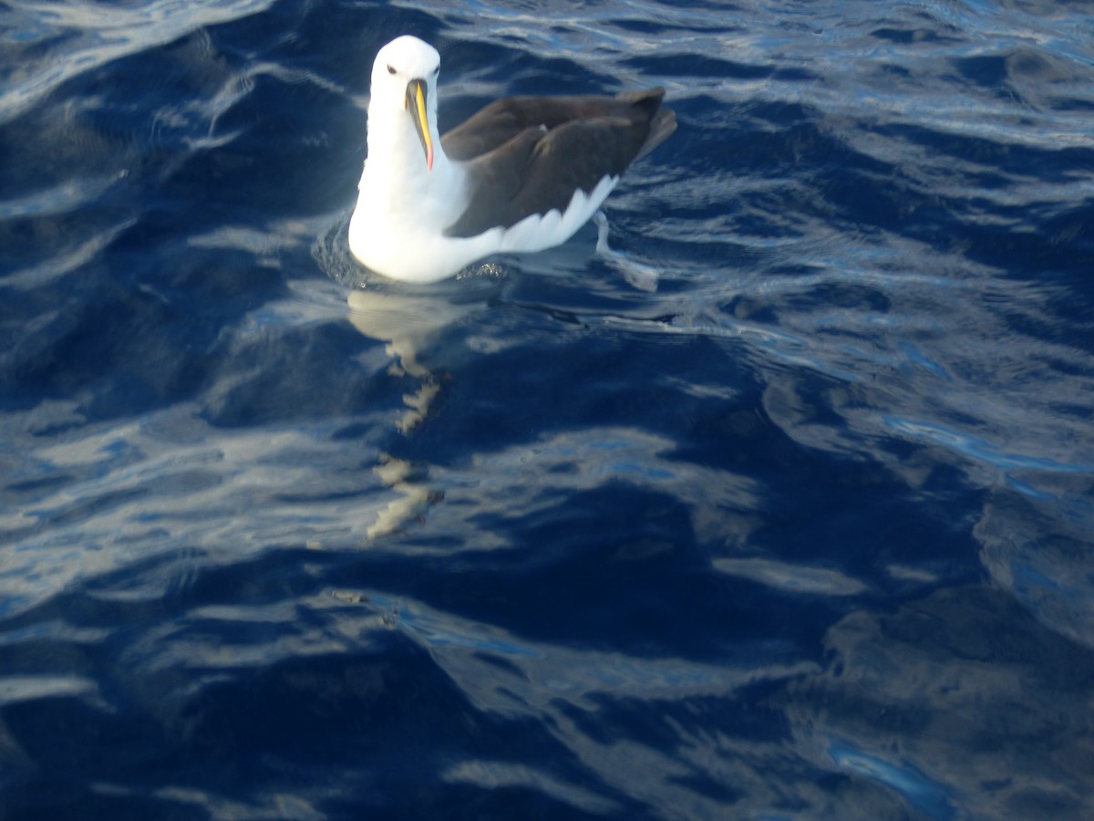 Hint Sarı Gagalı Albatrosu - ML642952825