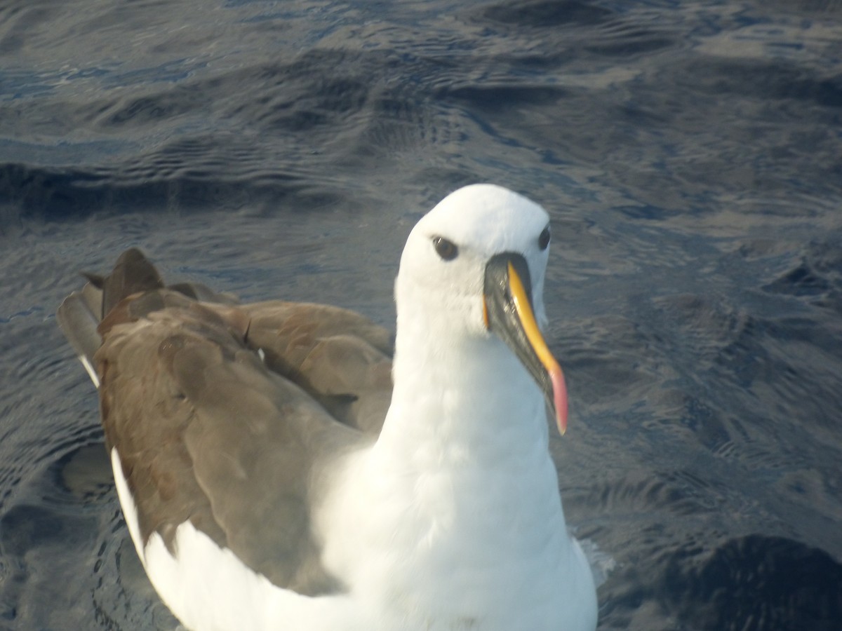 Indian Yellow-nosed Albatross - ML642952826