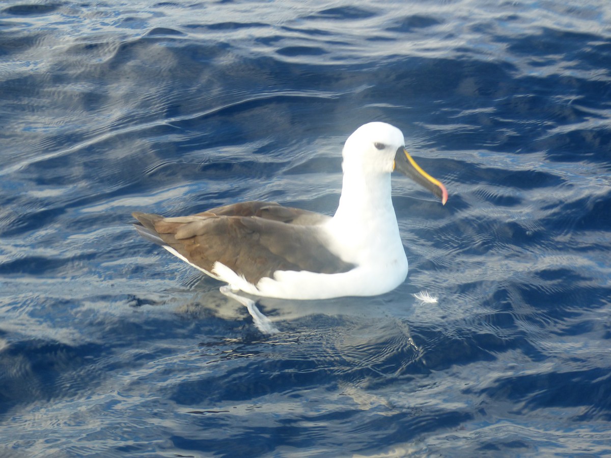 Hint Sarı Gagalı Albatrosu - ML642952827