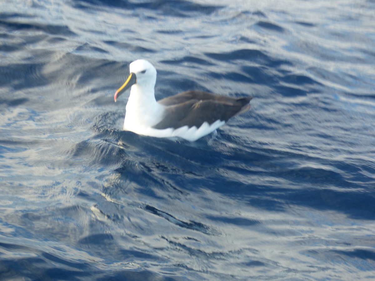 Indian Yellow-nosed Albatross - ML642952828