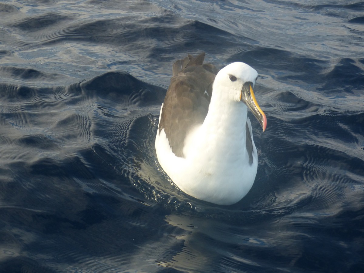 Hint Sarı Gagalı Albatrosu - ML642952829