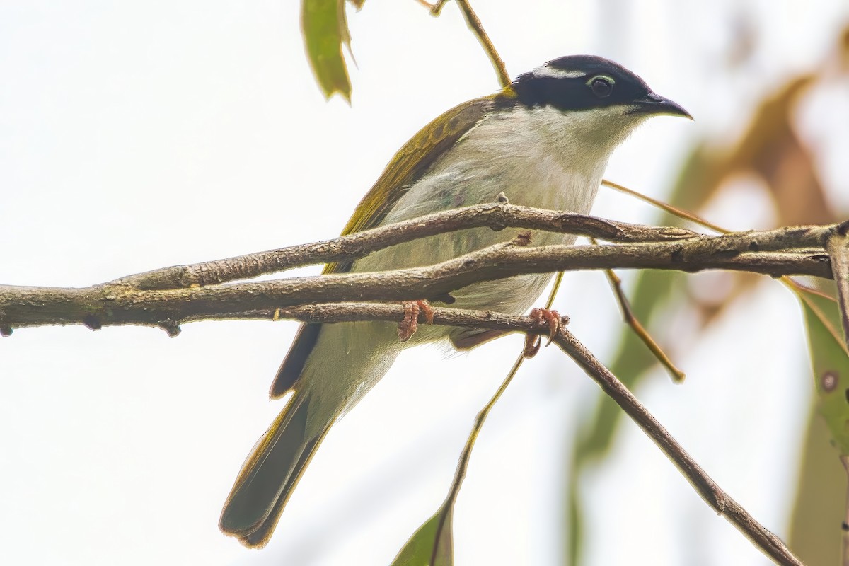 White-throated Honeyeater - ML642952833