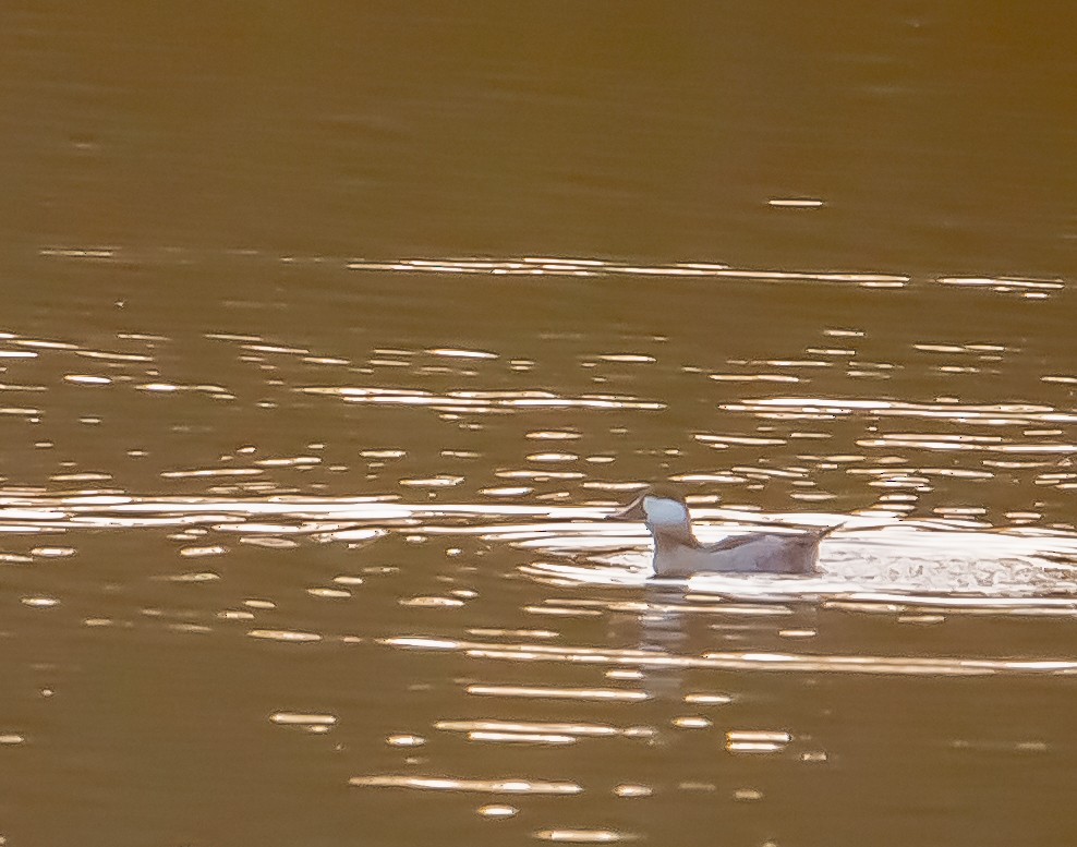 Ruddy Duck - ML642952834