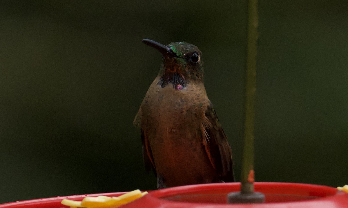 Fawn-breasted Brilliant - ML642952836