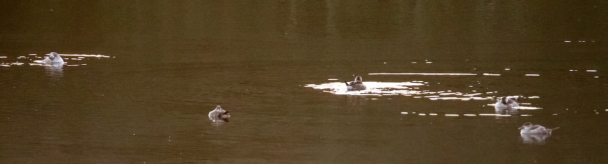 Ruddy Duck - ML642952839