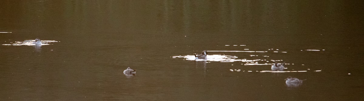 Ruddy Duck - ML642952840
