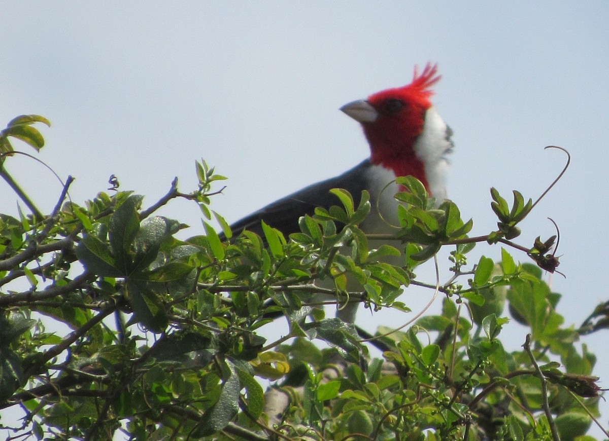 Red-crested Cardinal - ML642952845