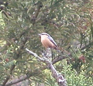 Garrapo eurasiarra - ML642952847