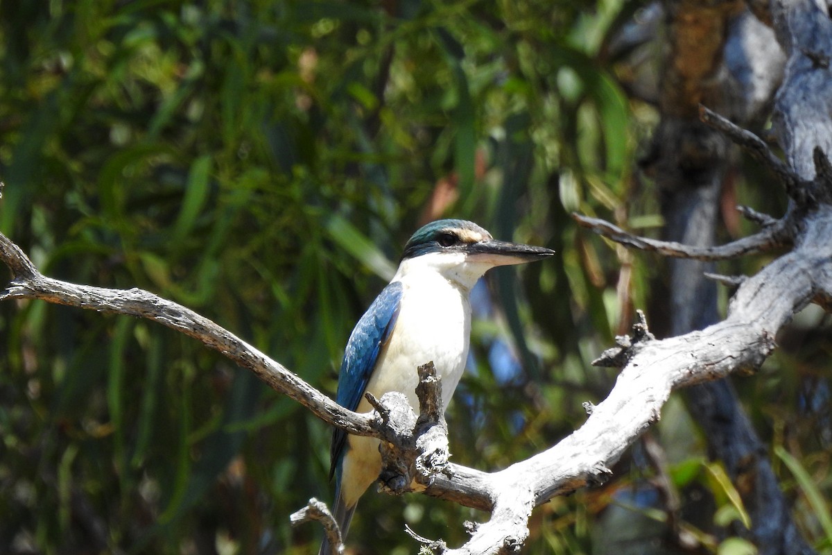 Sacred Kingfisher - ML642952854