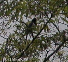 Taiwan Blue-Magpie - ML642952856