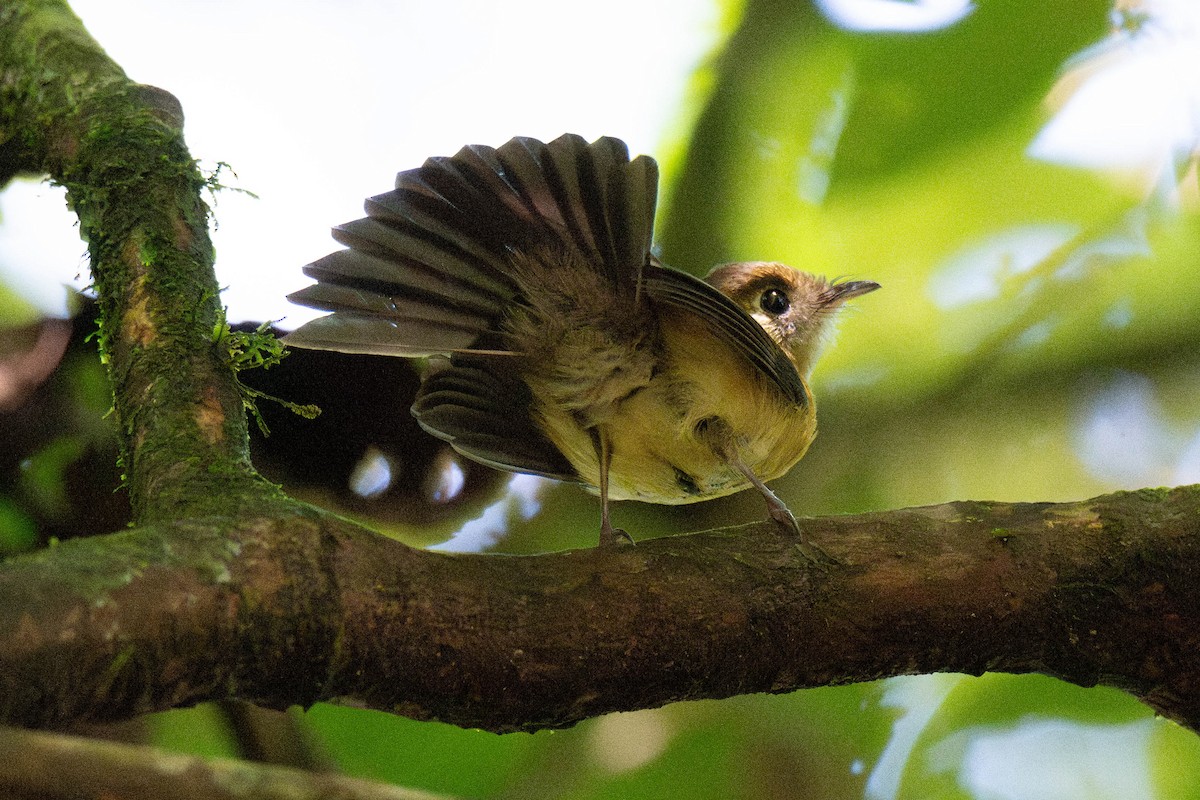 tyranovec sírovokostřecový - ML642952861