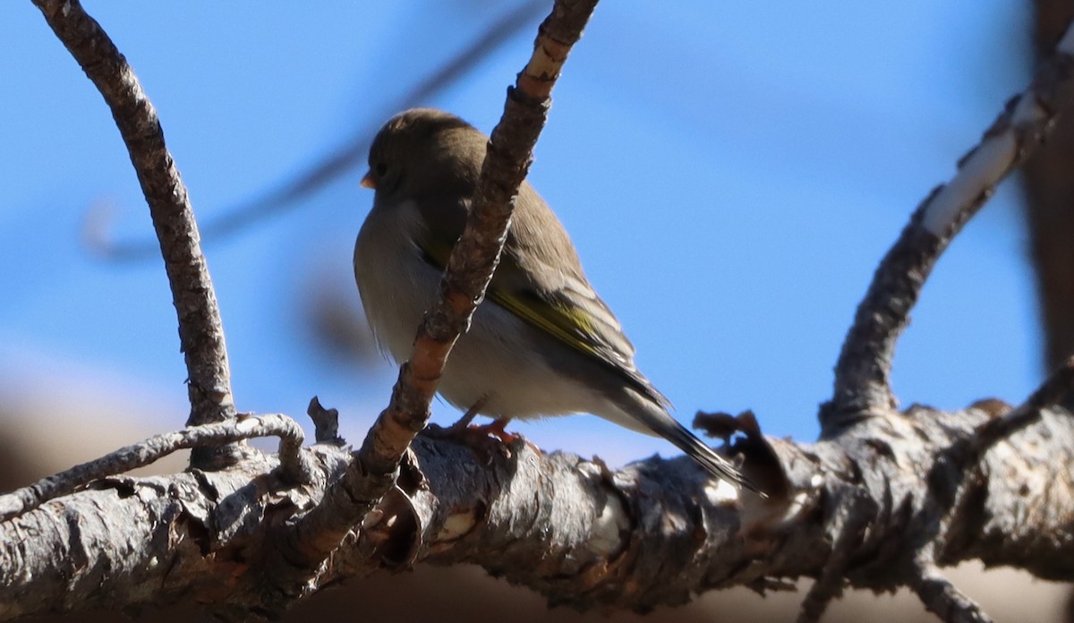 Lawrence's Goldfinch - ML642952882