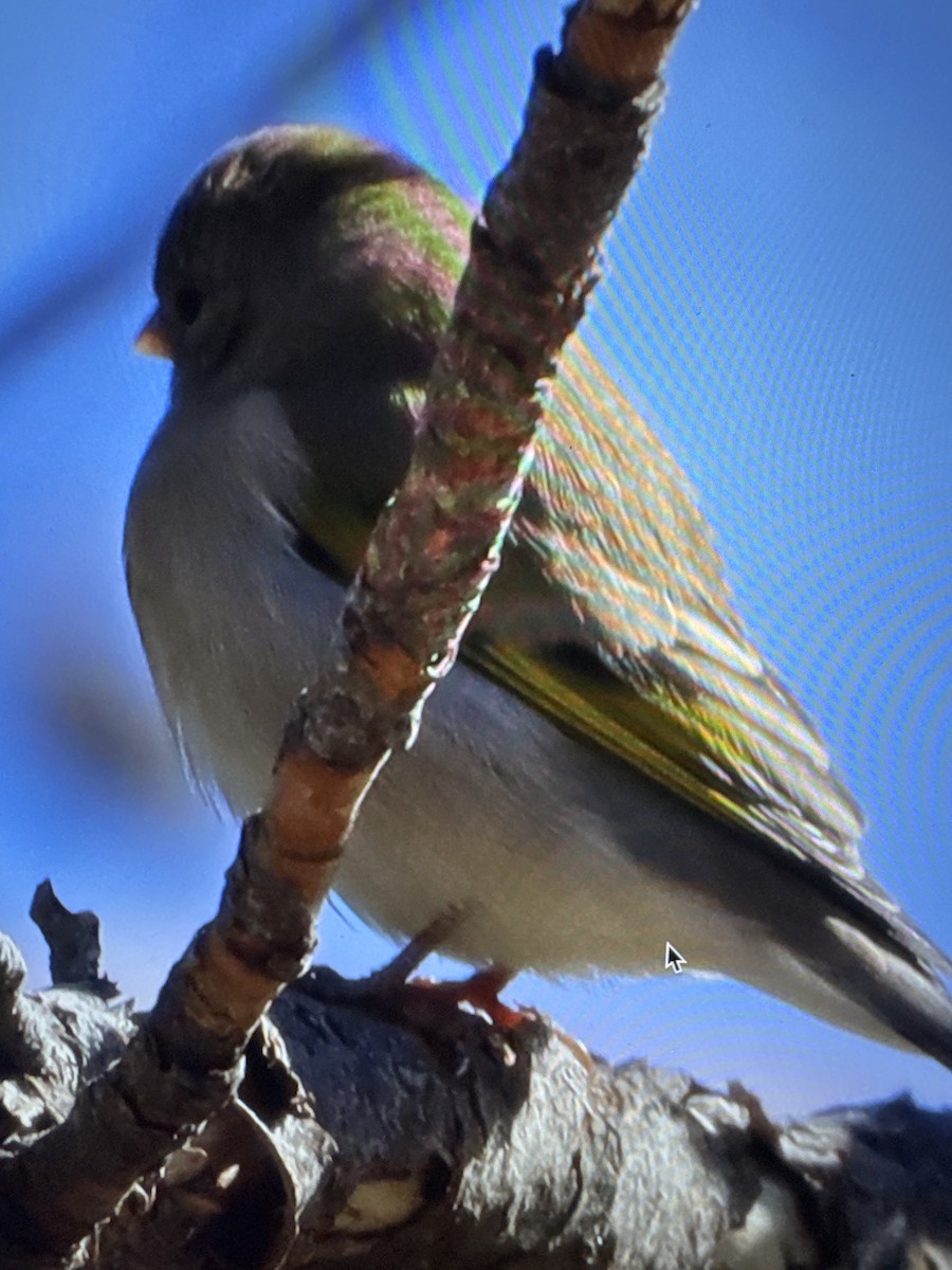 Lawrence's Goldfinch - ML642952883