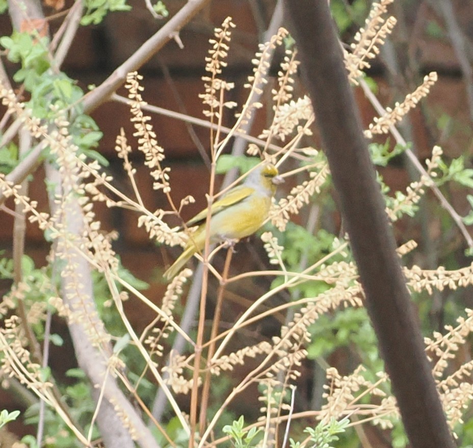 Cape Canary - ML642952893