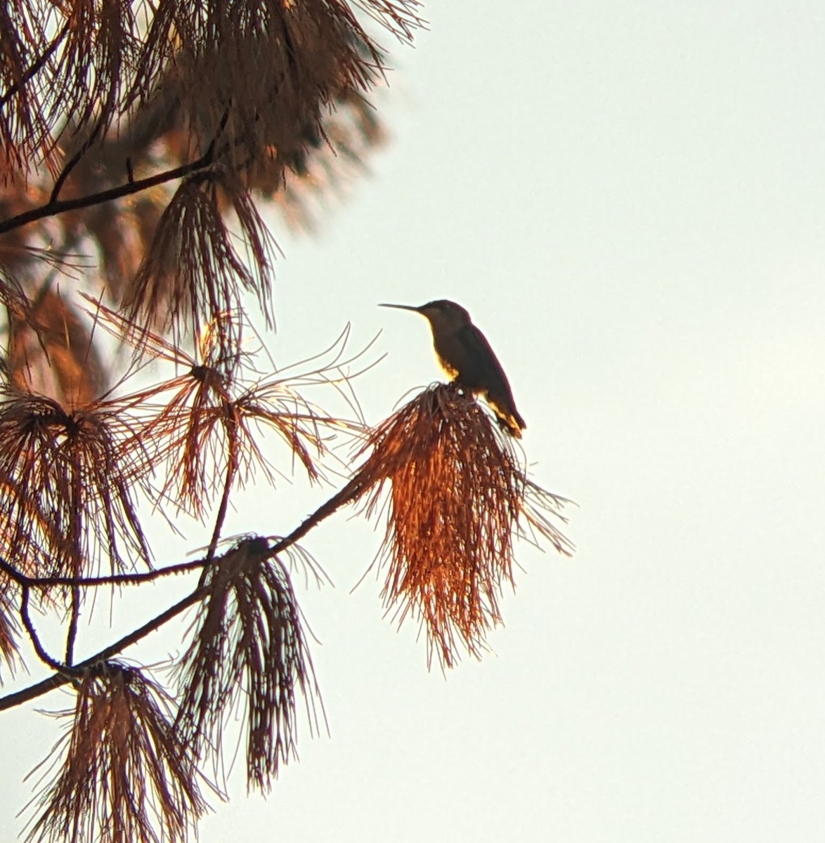 Yakut Boğazlı Kolibri - ML642952919