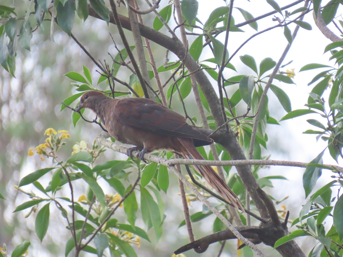Brown Cuckoo-Dove - ML642952921
