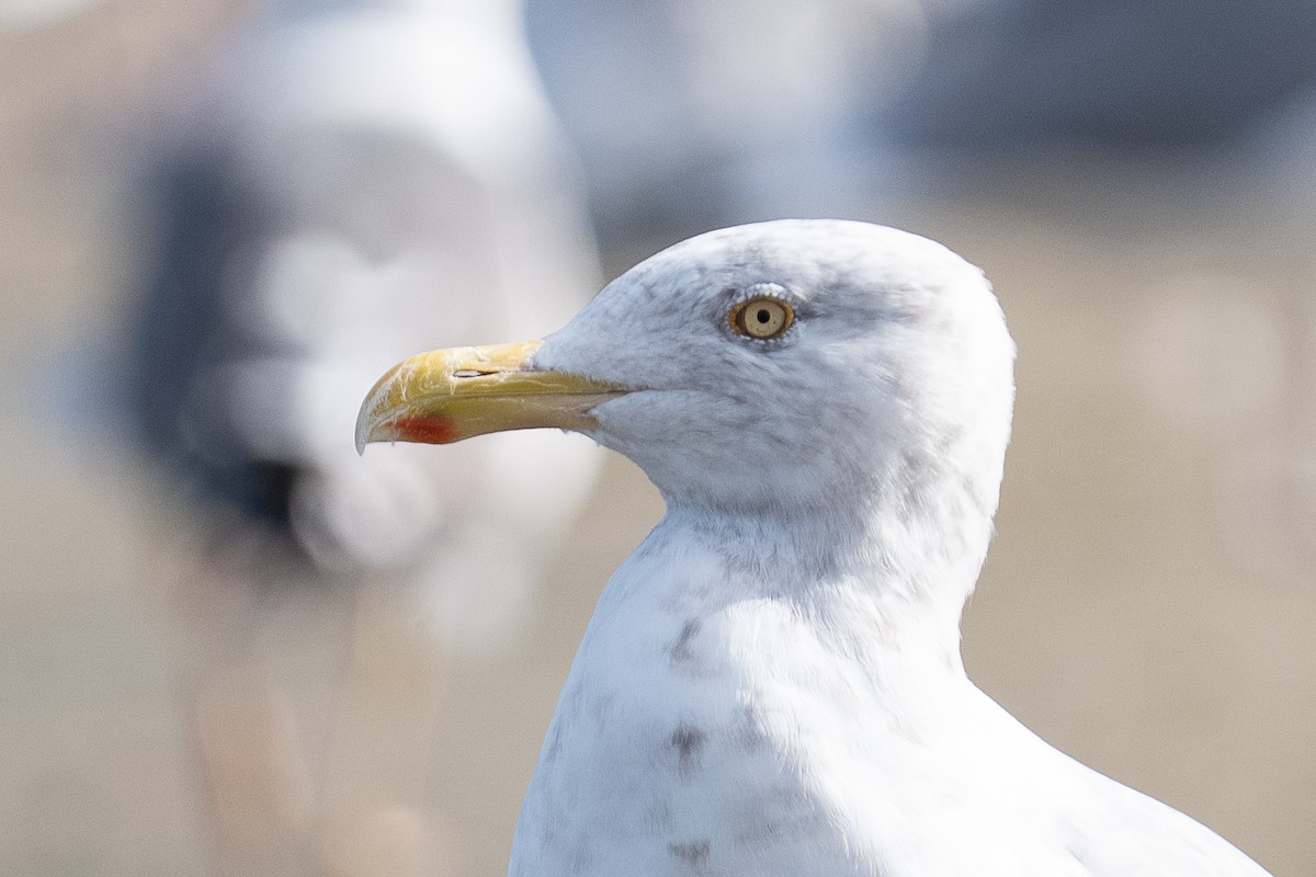 American Herring Gull - ML642952974